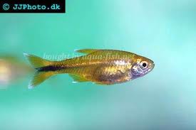 tetra medena
